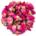 Rose Buds